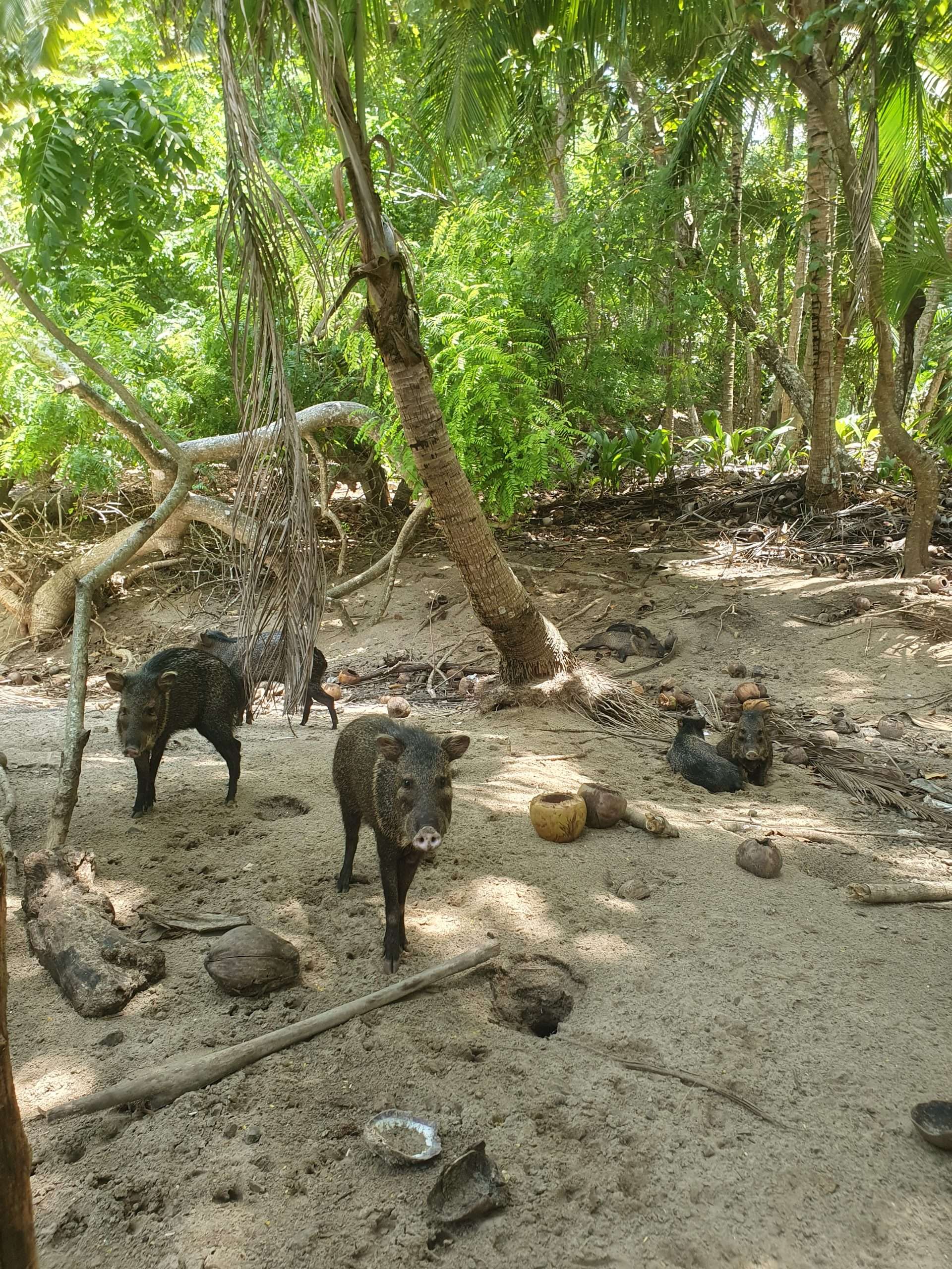 Wildschweine auf Isla Tortuga