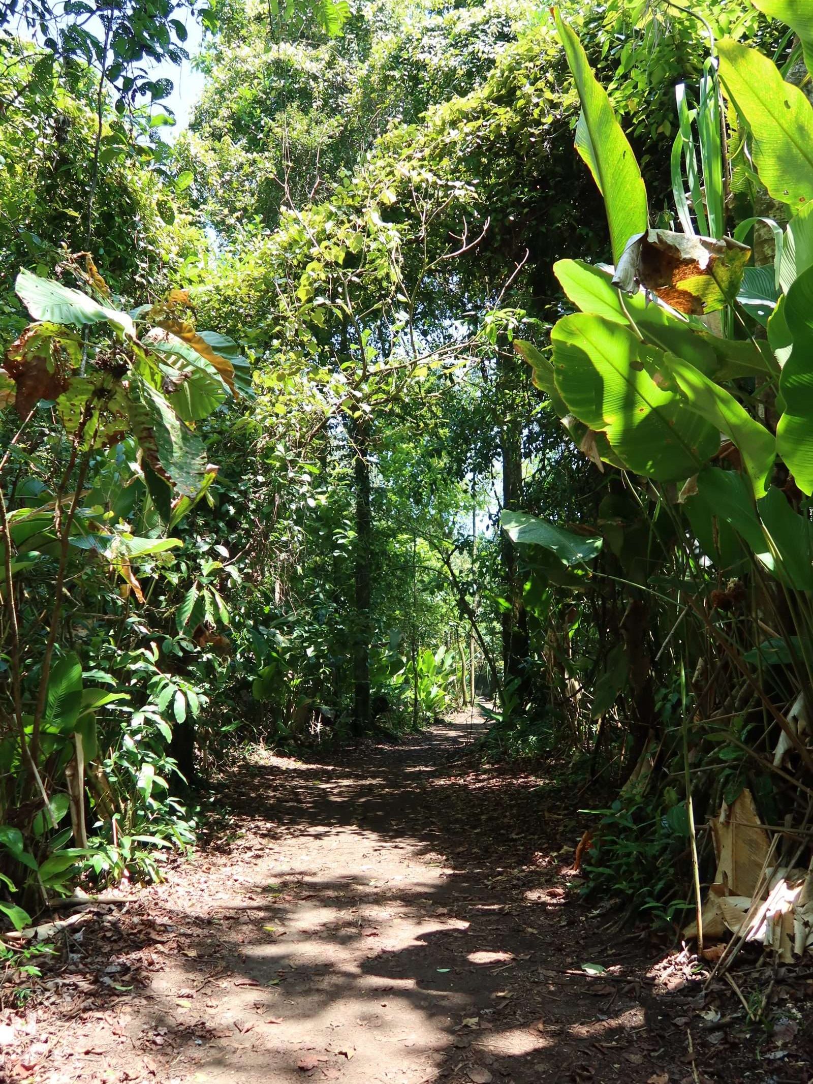 Tortuguero
