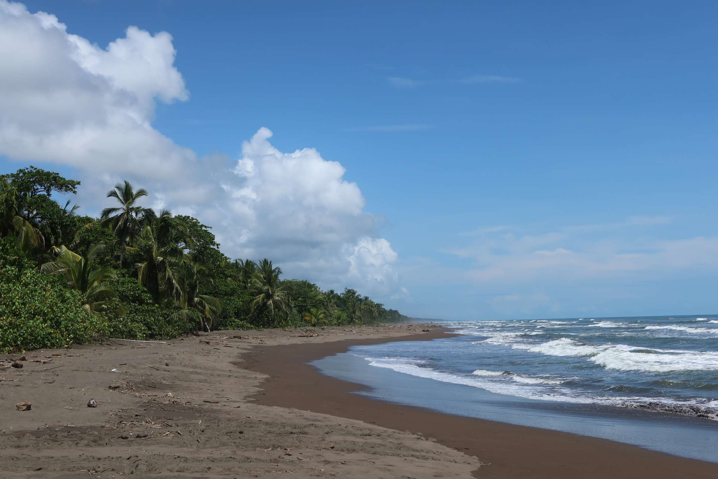 Tortuguero1