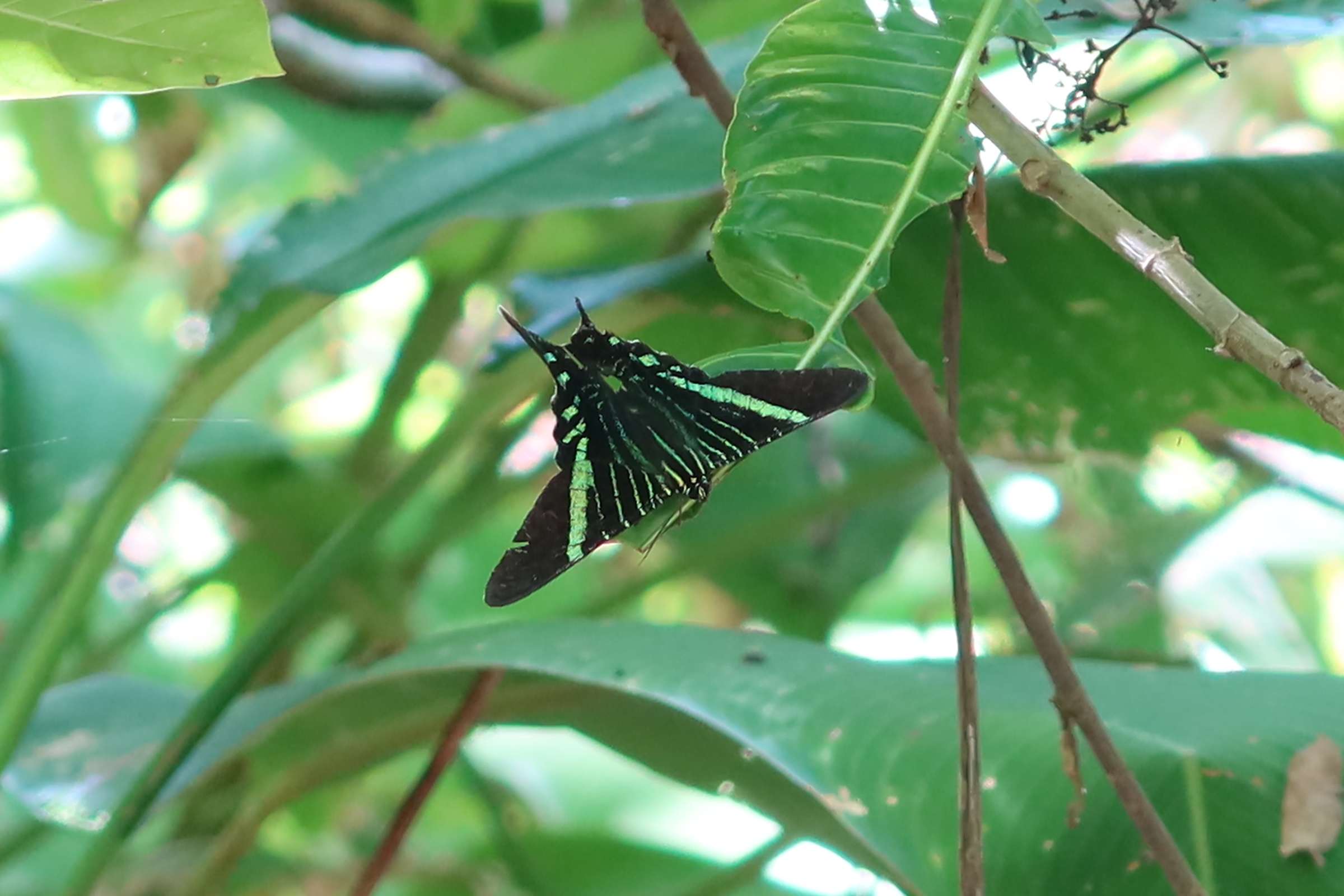 Tortuguero3