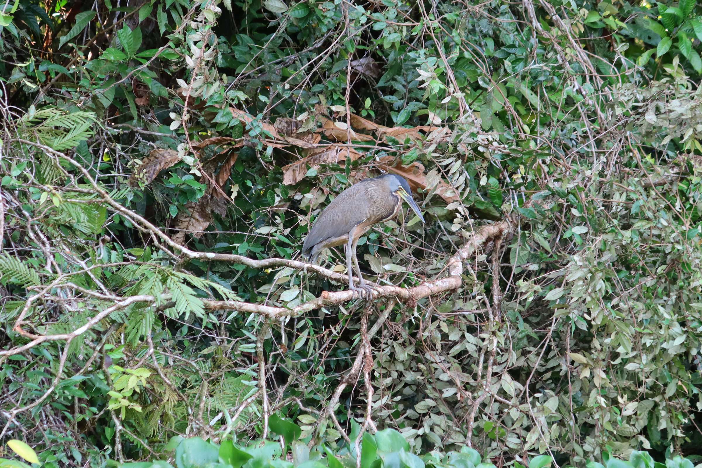Tortuguero4