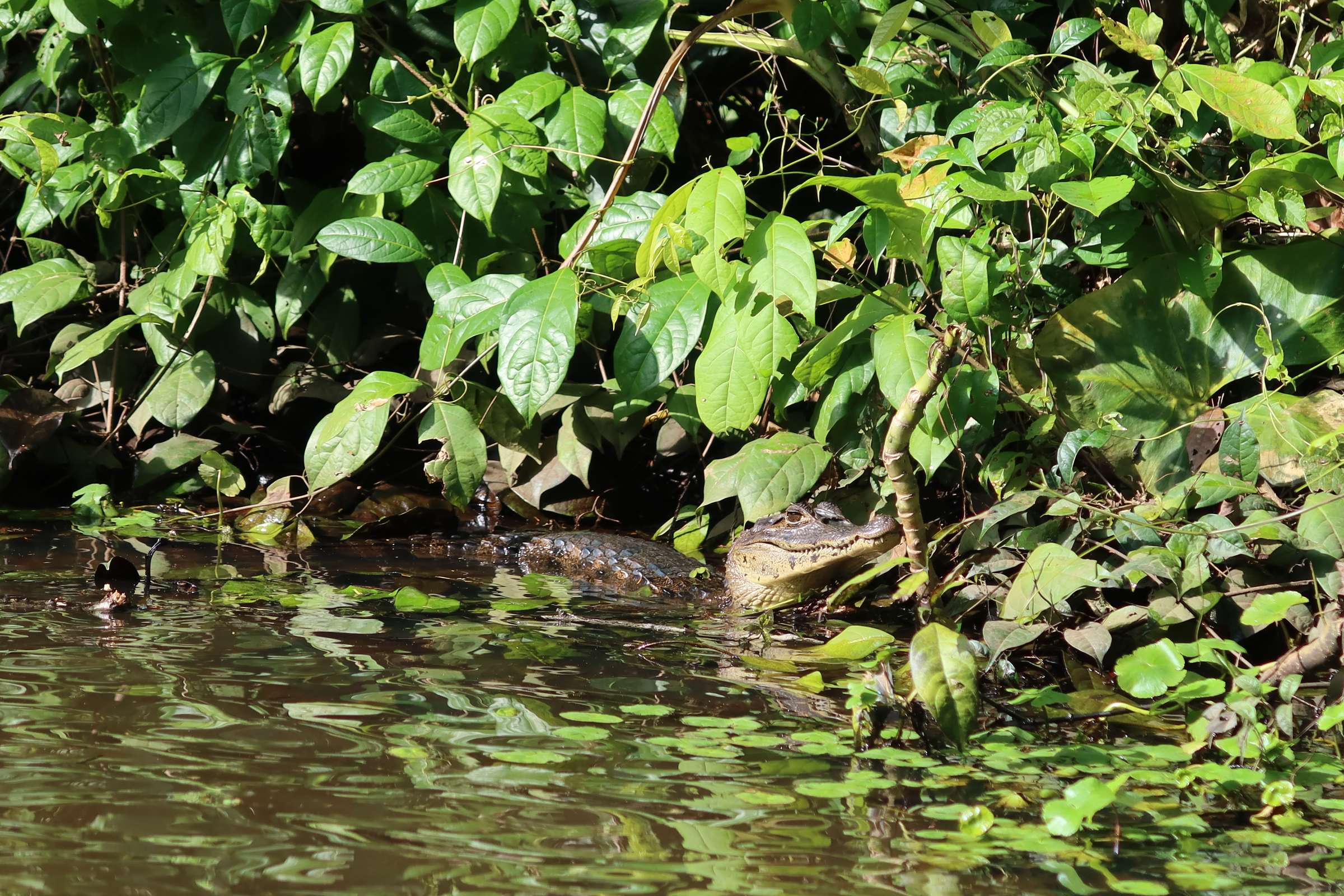 Tortuguero6