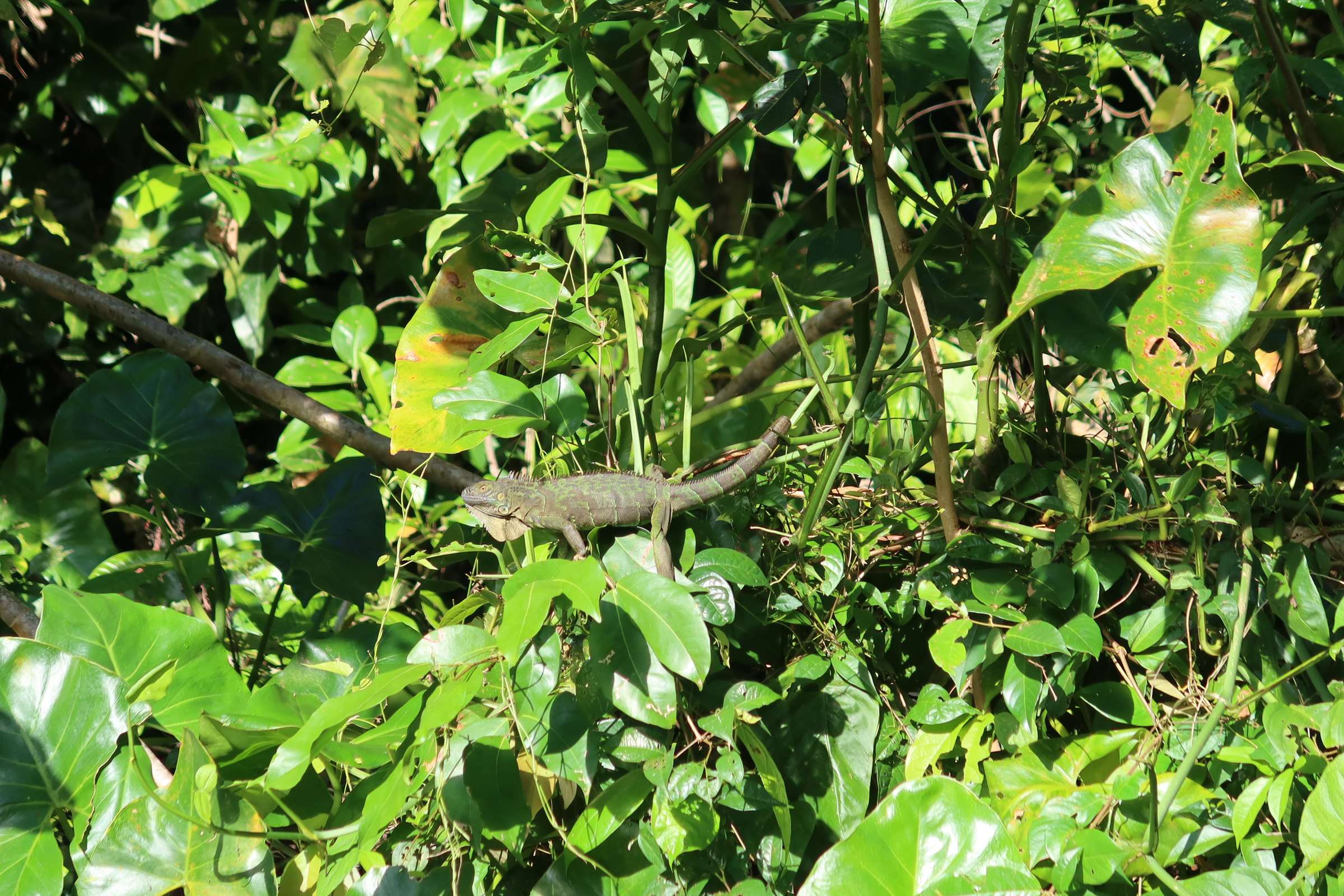 Tortuguero8