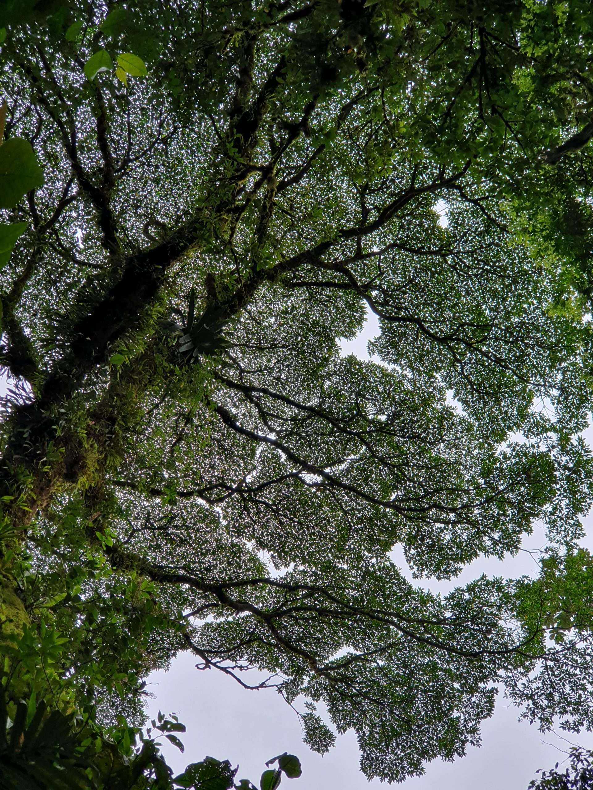 LaFortuna6