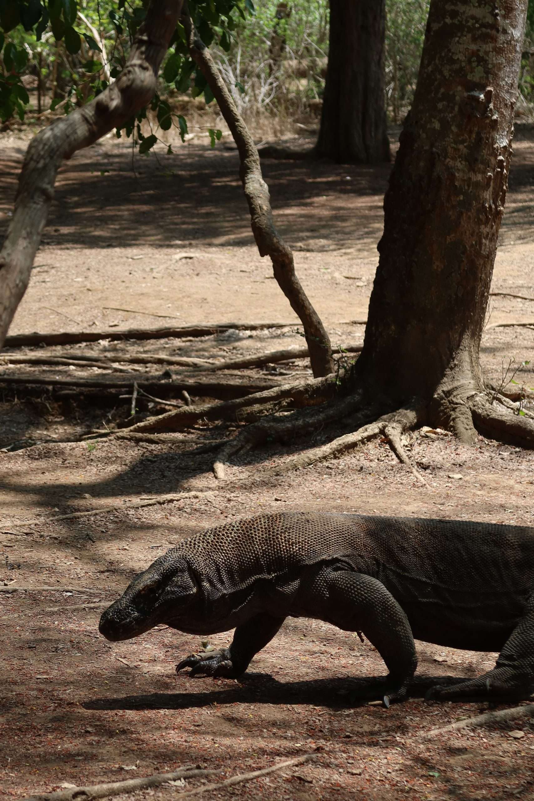 Komodowaran in Action